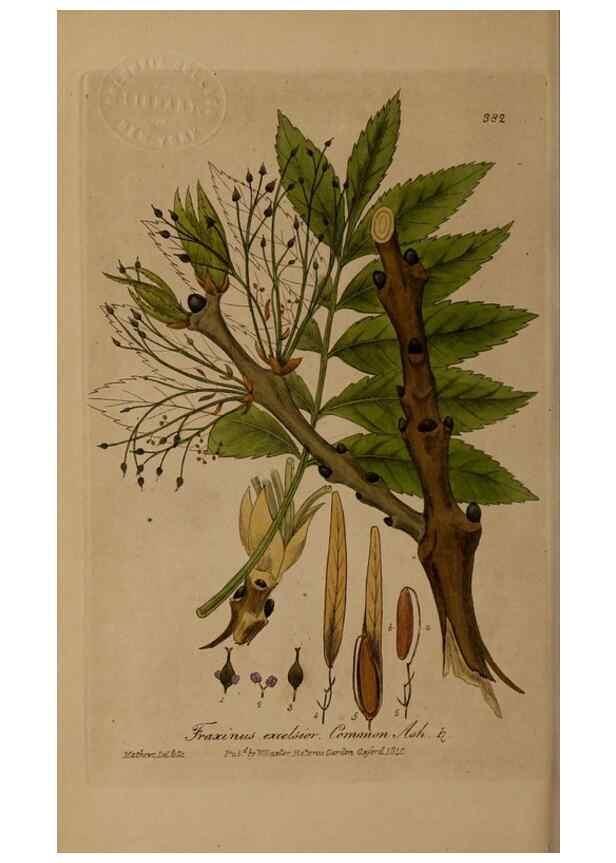 Reproducción/Reproduction 49787614933: British phaenogamous botany,. Oxford,Published by the author, sold by J.H. Parker [etc.]1834-43.. 