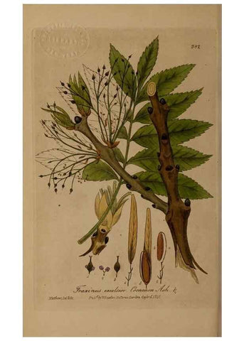 Reproducción/Reproduction 49787614933: British phaenogamous botany,. Oxford,Published by the author, sold by J.H. Parker [etc.]1834-43.. 