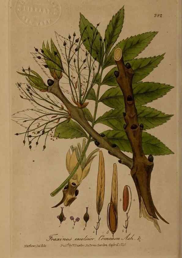 Reproducción/Reproduction 49787614933: British phaenogamous botany,. Oxford,Published by the author, sold by J.H. Parker [etc.]1834-43.. 