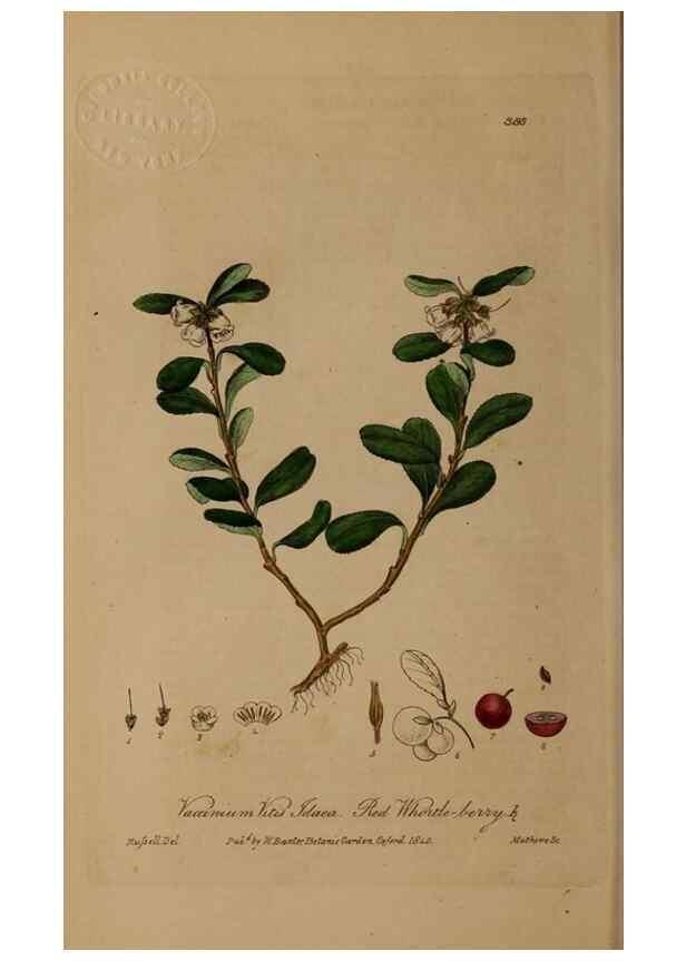 Reproducción/Reproduction 49788155711: British phaenogamous botany,. Oxford,Published by the author, sold by J.H. Parker [etc.]1834-43.. 