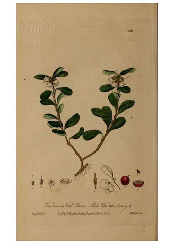 Reproducción/Reproduction 49788155711: British phaenogamous botany,. Oxford,Published by the author, sold by J.H. Parker [etc.]1834-43.. 