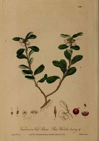 Reproducción/Reproduction 49788155711: British phaenogamous botany,. Oxford,Published by the author, sold by J.H. Parker [etc.]1834-43.. 