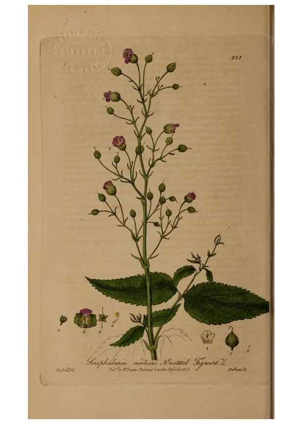 Reproducción/Reproduction 49788156141: British phaenogamous botany,. Oxford,Published by the author, sold by J.H. Parker [etc.]1834-43.. 
