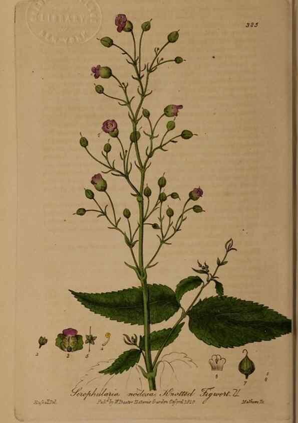 Reproducción/Reproduction 49788156141: British phaenogamous botany,. Oxford,Published by the author, sold by J.H. Parker [etc.]1834-43.. 