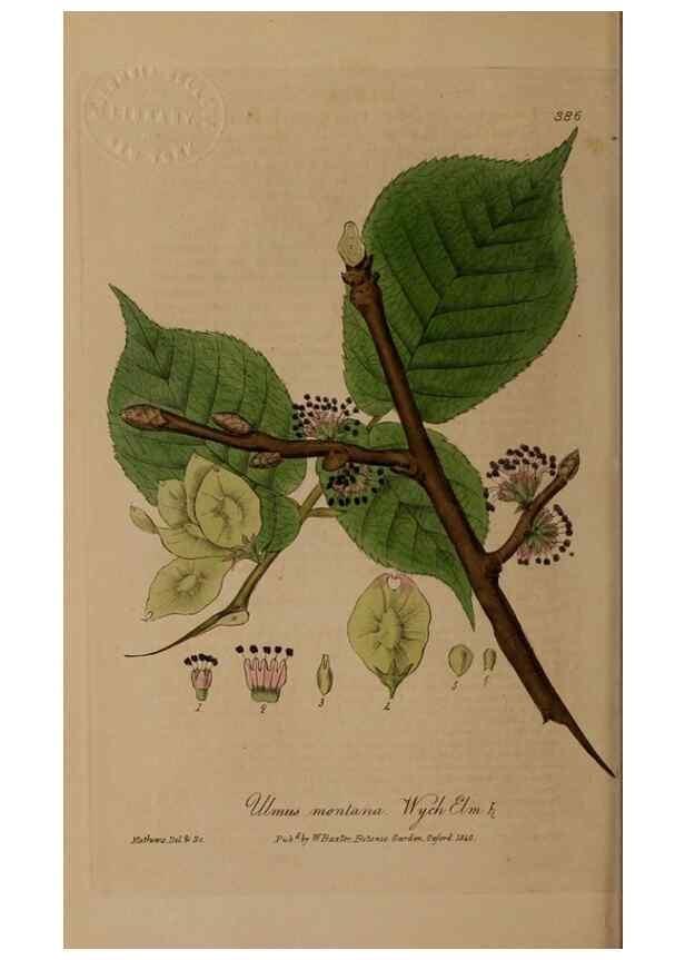 Reproducción/Reproduction 49788156336: British phaenogamous botany,. Oxford,Published by the author, sold by J.H. Parker [etc.]1834-43.. 