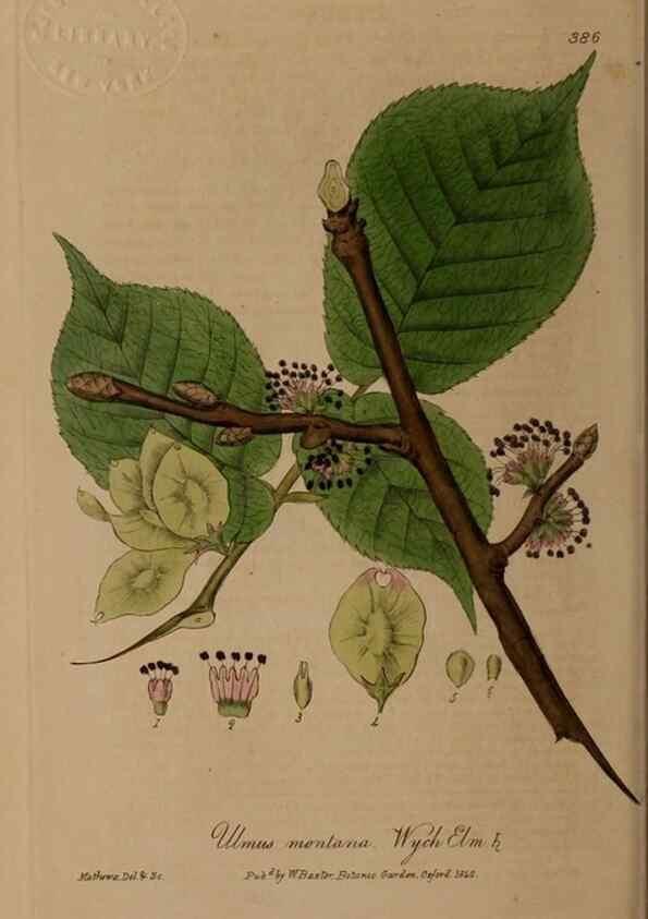 Reproducción/Reproduction 49788156336: British phaenogamous botany,. Oxford,Published by the author, sold by J.H. Parker [etc.]1834-43.. 