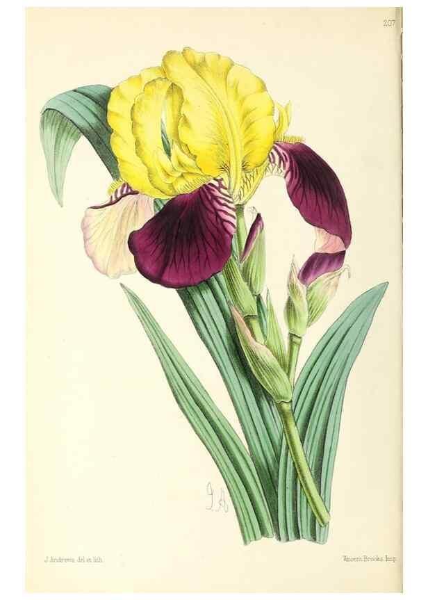 Reproducción/Reproduction 49797529452: The floral magazine;. London,L. Reeve & Co.. 
