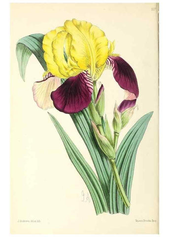 Reproducción/Reproduction 49797529452: The floral magazine;. London,L. Reeve & Co.. 