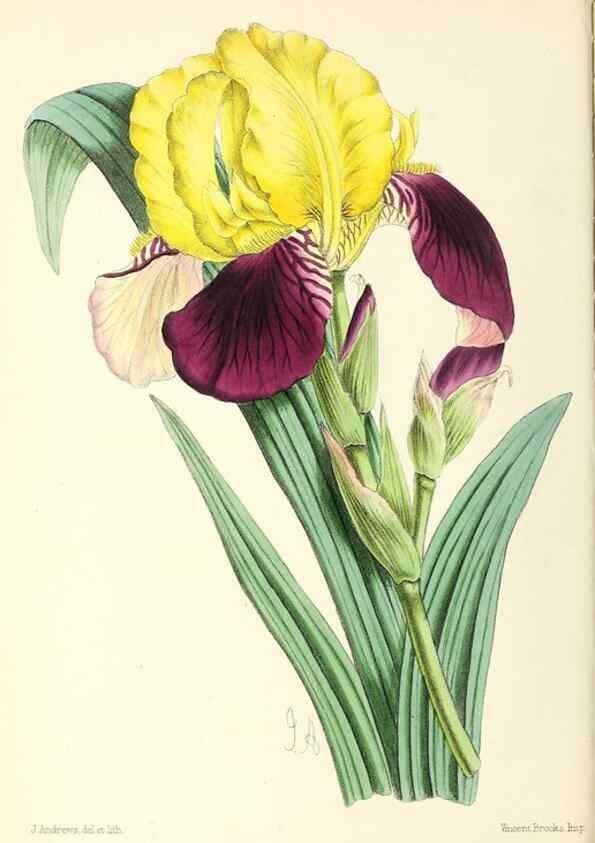 Reproducción/Reproduction 49797529452: The floral magazine;. London,L. Reeve & Co.. 