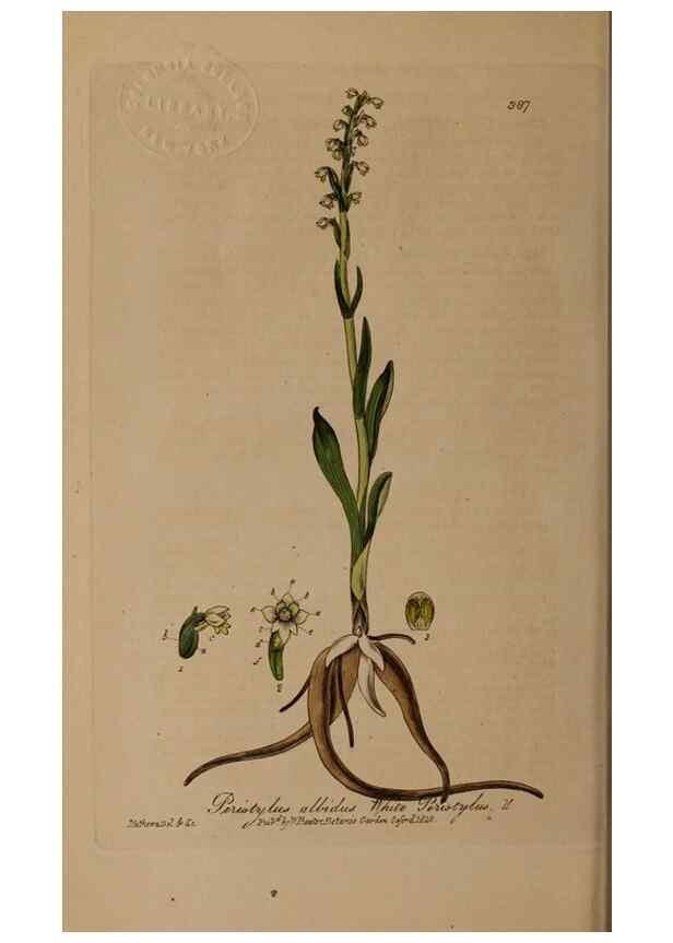 Reproducción/Reproduction 49788475997: British phaenogamous botany,. Oxford,Published by the author, sold by J.H. Parker [etc.]1834-43.. 
