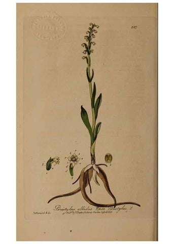 Reproducción/Reproduction 49788475997: British phaenogamous botany,. Oxford,Published by the author, sold by J.H. Parker [etc.]1834-43.. 