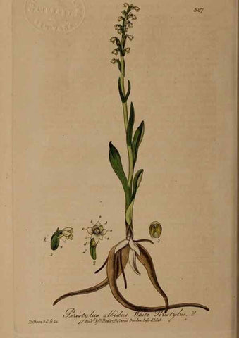 Reproducción/Reproduction 49788475997: British phaenogamous botany,. Oxford,Published by the author, sold by J.H. Parker [etc.]1834-43.. 
