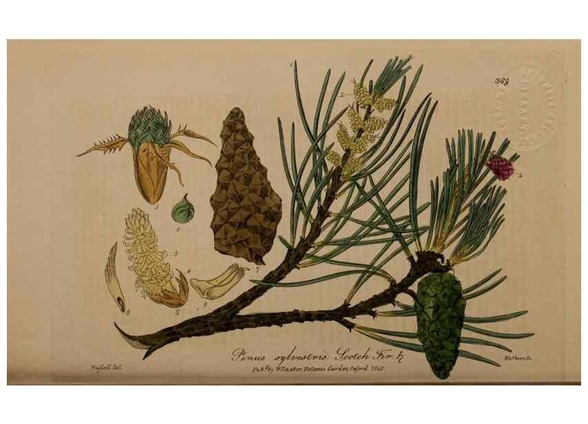 Reproducción/Reproduction 49788156891: British phaenogamous botany,. Oxford,Published by the author, sold by J.H. Parker [etc.]1834-43.. 