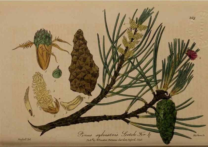 Reproducción/Reproduction 49788156891: British phaenogamous botany,. Oxford,Published by the author, sold by J.H. Parker [etc.]1834-43.. 