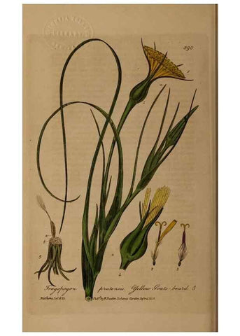 Reproducción/Reproduction 49787616563: British phaenogamous botany,. Oxford,Published by the author, sold by J.H. Parker [etc.]1834-43.. 