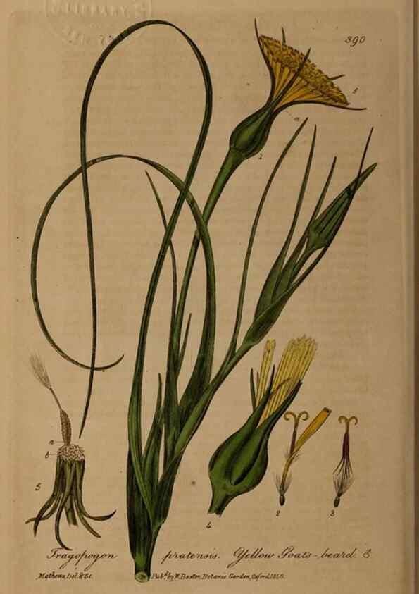 Reproducción/Reproduction 49787616563: British phaenogamous botany,. Oxford,Published by the author, sold by J.H. Parker [etc.]1834-43.. 