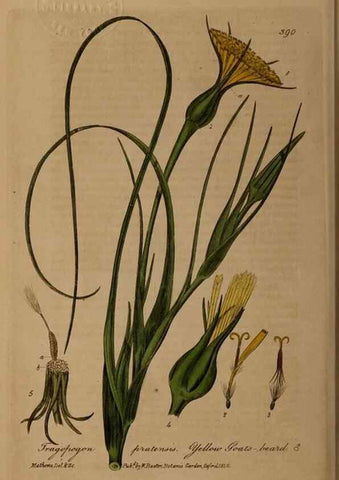 Reproducción/Reproduction 49787616563: British phaenogamous botany,. Oxford,Published by the author, sold by J.H. Parker [etc.]1834-43.. 