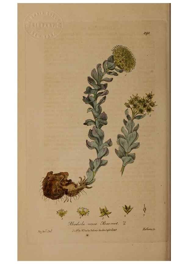 Reproducción/Reproduction 49788157221: British phaenogamous botany,. Oxford,Published by the author, sold by J.H. Parker [etc.]1834-43.. 