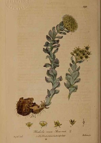 Reproducción/Reproduction 49788157221: British phaenogamous botany,. Oxford,Published by the author, sold by J.H. Parker [etc.]1834-43.. 
