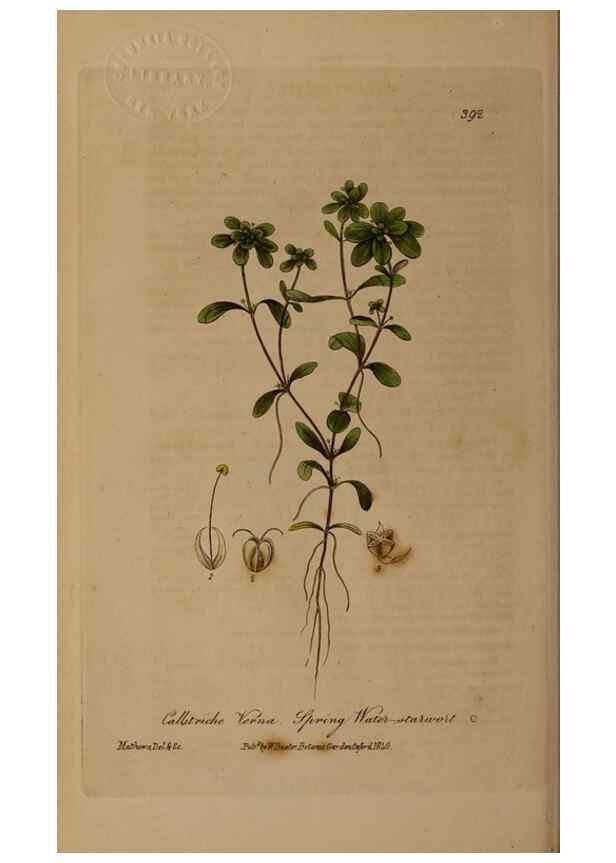 Reproducción/Reproduction 49787616883: British phaenogamous botany,. Oxford,Published by the author, sold by J.H. Parker [etc.]1834-43.. 