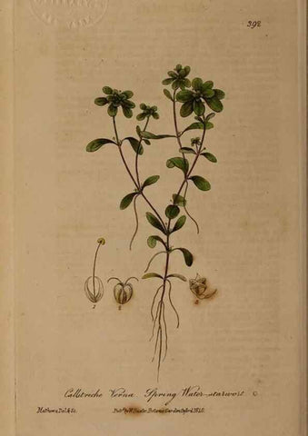 Reproducción/Reproduction 49787616883: British phaenogamous botany,. Oxford,Published by the author, sold by J.H. Parker [etc.]1834-43.. 