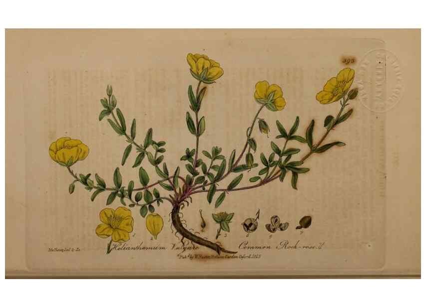 Reproducción/Reproduction 49788157606: British phaenogamous botany,. Oxford,Published by the author, sold by J.H. Parker [etc.]1834-43.. 