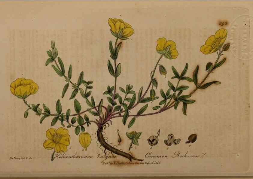 Reproducción/Reproduction 49788157606: British phaenogamous botany,. Oxford,Published by the author, sold by J.H. Parker [etc.]1834-43.. 