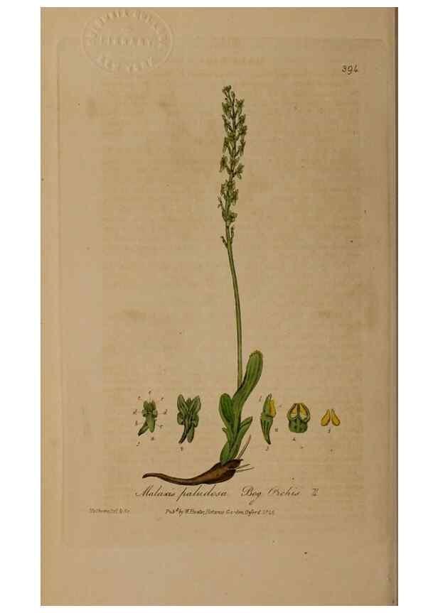 Reproducción/Reproduction 49788477267: British phaenogamous botany,. Oxford,Published by the author, sold by J.H. Parker [etc.]1834-43.. 