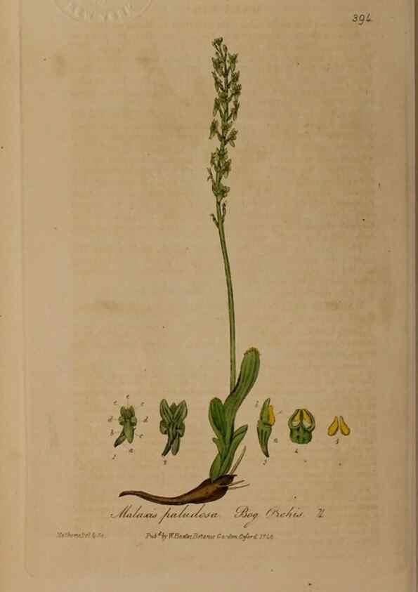 Reproducción/Reproduction 49788477267: British phaenogamous botany,. Oxford,Published by the author, sold by J.H. Parker [etc.]1834-43.. 