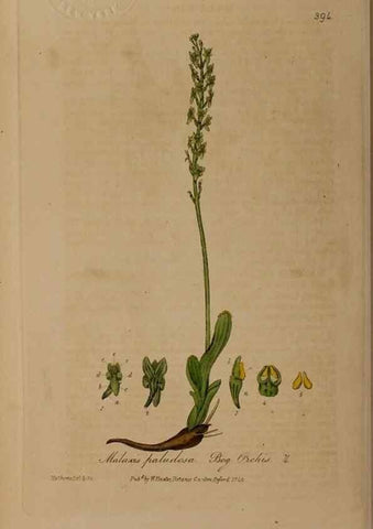 Reproducción/Reproduction 49788477267: British phaenogamous botany,. Oxford,Published by the author, sold by J.H. Parker [etc.]1834-43.. 