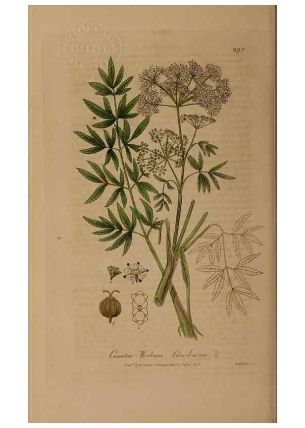 Reproducción/Reproduction 49788477447: British phaenogamous botany,. Oxford,Published by the author, sold by J.H. Parker [etc.]1834-43.. 