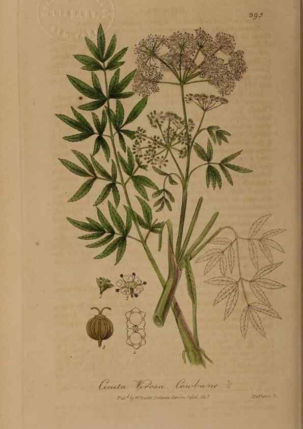 Reproducción/Reproduction 49788477447: British phaenogamous botany,. Oxford,Published by the author, sold by J.H. Parker [etc.]1834-43.. 