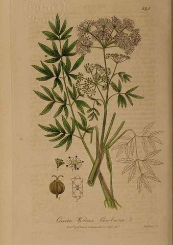 Reproducción/Reproduction 49788477447: British phaenogamous botany,. Oxford,Published by the author, sold by J.H. Parker [etc.]1834-43.. 