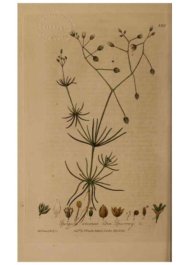 Reproducción/Reproduction 49787616198: British phaenogamous botany,. Oxford,Published by the author, sold by J.H. Parker [etc.]1834-43.. 
