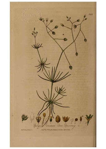 Reproducción/Reproduction 49787616198: British phaenogamous botany,. Oxford,Published by the author, sold by J.H. Parker [etc.]1834-43.. 