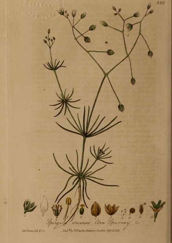 Reproducción/Reproduction 49787616198: British phaenogamous botany,. Oxford,Published by the author, sold by J.H. Parker [etc.]1834-43.. 
