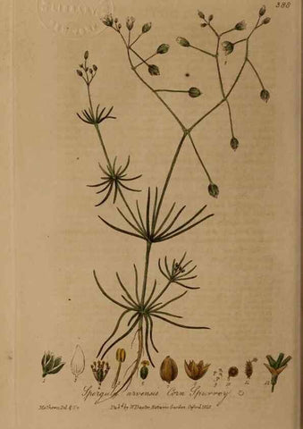 Reproducción/Reproduction 49787616198: British phaenogamous botany,. Oxford,Published by the author, sold by J.H. Parker [etc.]1834-43.. 