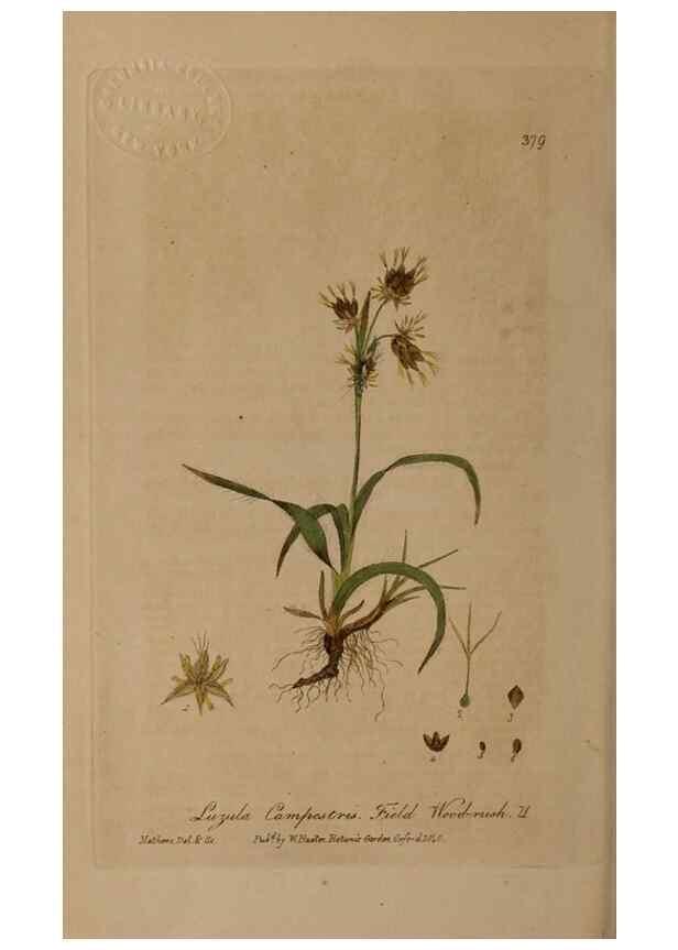 Reproducción/Reproduction 49788154926: British phaenogamous botany,. Oxford,Published by the author, sold by J.H. Parker [etc.]1834-43.. 