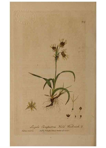 Reproducción/Reproduction 49788154926: British phaenogamous botany,. Oxford,Published by the author, sold by J.H. Parker [etc.]1834-43.. 