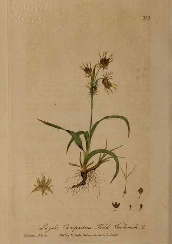 Reproducción/Reproduction 49788154926: British phaenogamous botany,. Oxford,Published by the author, sold by J.H. Parker [etc.]1834-43.. 