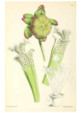 Reproducción/Reproduction 49796676563: The floral magazine;. London,L. Reeve & Co.. 