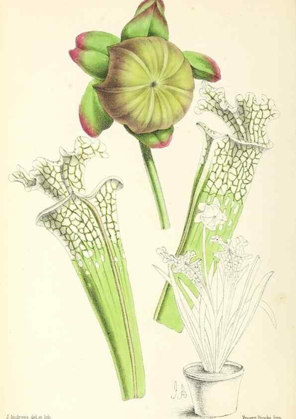 Reproducción/Reproduction 49796676563: The floral magazine;. London,L. Reeve & Co.. 