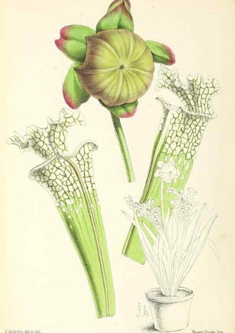 Reproducción/Reproduction 49796676563: The floral magazine;. London,L. Reeve & Co.. 