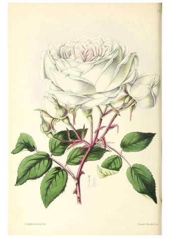 Reproducción/Reproduction 49796677243: The floral magazine;. London,L. Reeve & Co.. 