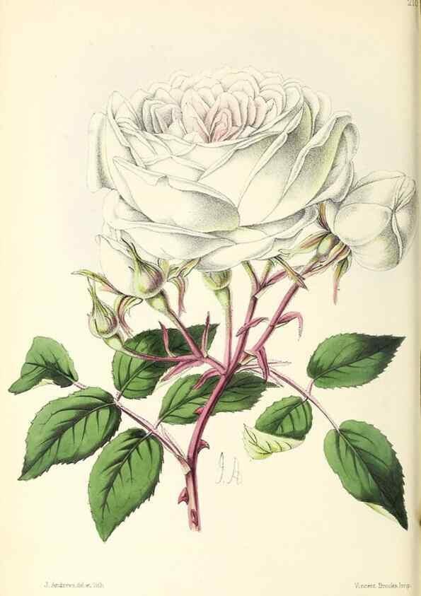 Reproducción/Reproduction 49796677243: The floral magazine;. London,L. Reeve & Co.. 