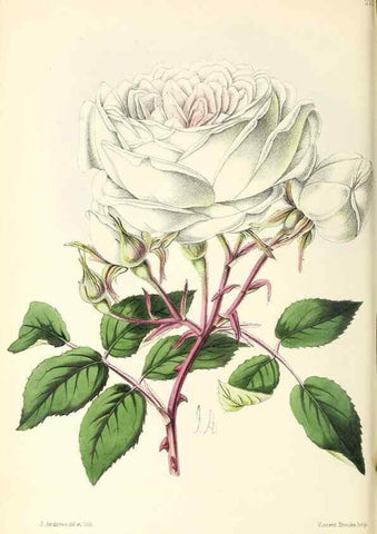 Reproducción/Reproduction 49796677243: The floral magazine;. London,L. Reeve & Co.. 