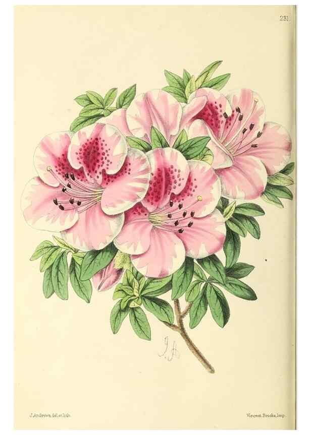 Reproducción/Reproduction 49796683493: The floral magazine;. London,L. Reeve & Co.. 