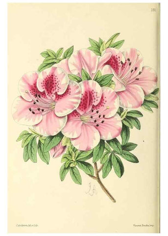 Reproducción/Reproduction 49796683493: The floral magazine;. London,L. Reeve & Co.. 