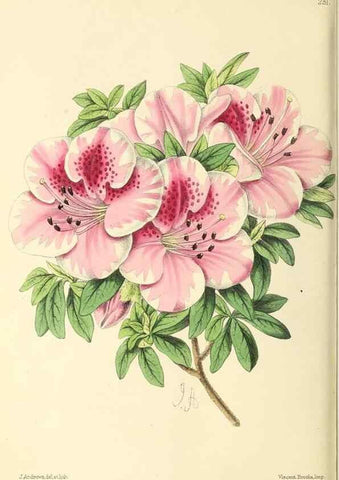 Reproducción/Reproduction 49796683493: The floral magazine;. London,L. Reeve & Co.. 