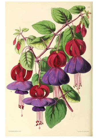 Reproducción/Reproduction 49797536827: The floral magazine;. London,L. Reeve & Co.. 